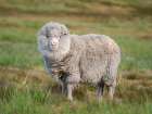 Merino sheep. Sheep farming of great economic importance to the Falkland Islands, Volunteer Point Art Print